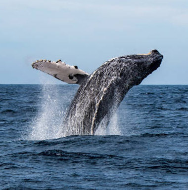 Dolphin and Whale Watching